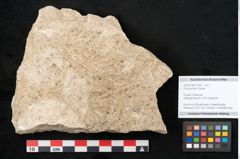 Foto (Objekt + Etikett) von Pinus pumilio Haenke (NHMW-GEO-2024-0188-11335)